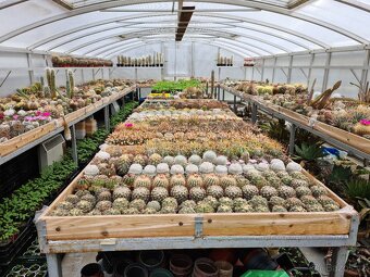 Prodám rozsáhlou sbírku kaktusů - 10