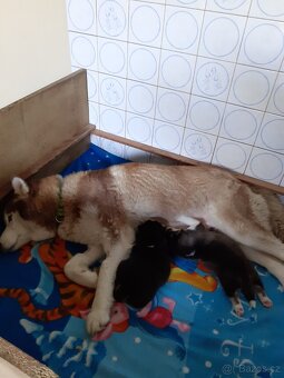 SIBIŘSKÝ HUSKY - 10