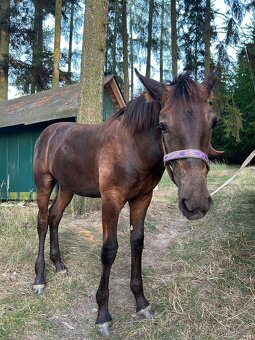 Starokladrubský vraný hřebeček - 10
