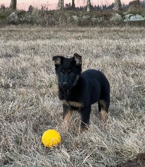 Německý ovčák-štěňata - 10