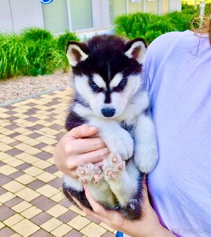 Champion blue eyed Siberian Husky FCI puppy - 10