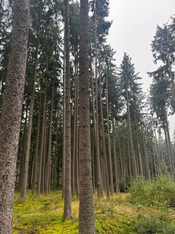 Prodám lesní pozemky v k.ú. Nicov - 10