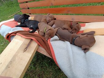 Štěňátka Patterdale teriérů - 10