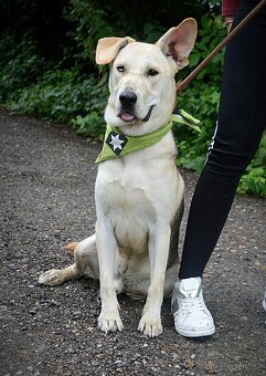 DELISO K ADOPCI - 2 ROKY, HODNÝ, KLIDNÝ,KONTAKTNÍ - 10