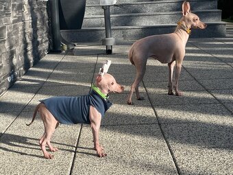 Peruánsky naháč malý - Anthoni - 10