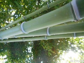 Bambus Vysočina, velky vyběr, ruzné druhy - 10