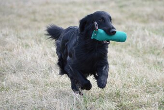 Flat Coated Retriever - pejsci s PP - 10