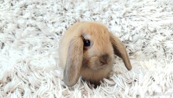 Zakrslý beránek, králíček, králík - JIJI - 10