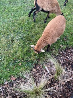 Ovce kamerunská - 10