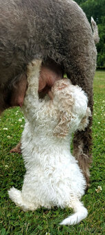 Lagotto Romagnolo s PP - 10