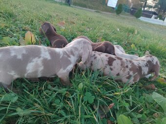 Trpasličí hladkosrstý jezevčík - 10