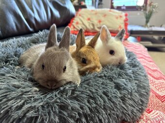 ♥️zakrslý králík - mimča již k odběru 🐰 - 10