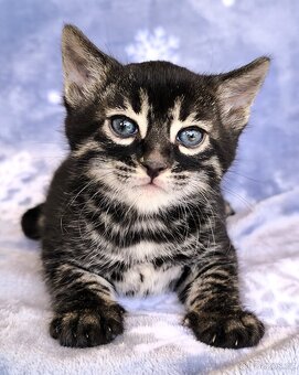 Bengálská kočka s Pp - 10