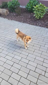 Shiba Inu - 10