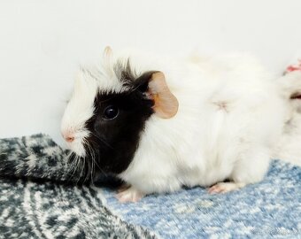 Morče, Morčata, Morčátko, Morčátka - GIGI A GINA - 10