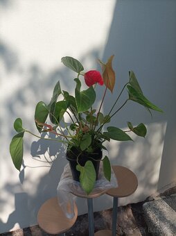Květinový stojan + Aloe Vera + Anturie - 10