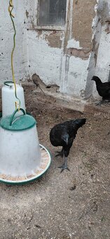 Ayam cemani - 10