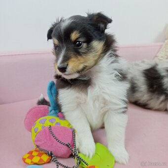 Owczarek szetlandzki piesek trikolor - 10