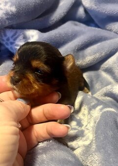 Jorkšírský teriér - 10