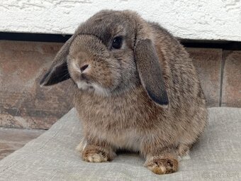 Volná samička - Anglický Zakrslý Beránek MiniLop🍑 - 10