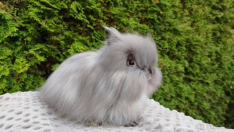 Zakrslý králík, králíček -(TEDDY)-OLIVIE - 10