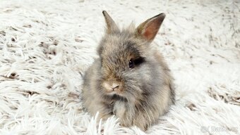 Zakrslý králík, králíček - HARRY - 10