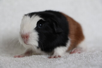 Morče, morčata, morčátko s PP - krátkosrstá - 10