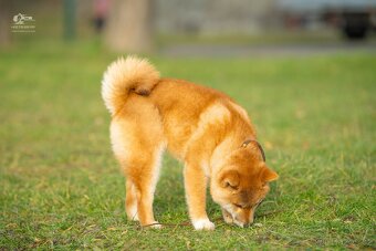 Shiba štěňata s PP ODBĚR IHNED - 10