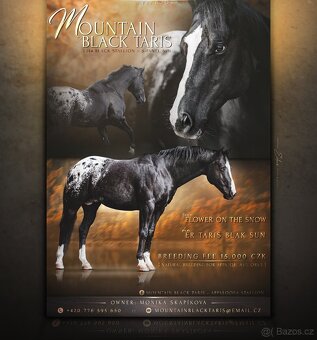 Připouštění hřebcem APPALOOSA - 10