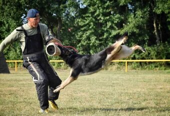 Fenka, německý ovčák s PP - 10