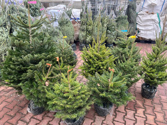 VÁNOČNÍ STROMKY - 10