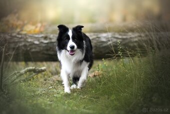 Border kolie s PP, krycí pes - 10