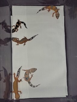 Gekončík noční - 10