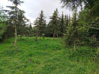 pozemek k pronájmu chov koní - 10
