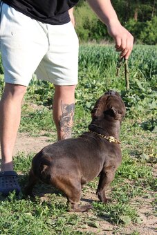 exotic bully micro fena - suka - 10