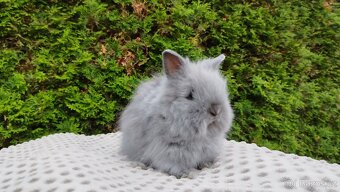 Zakrslý králík, králíček -(TEDDY)-FLORIAN - 10