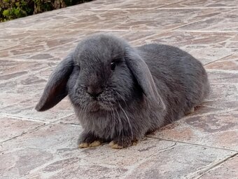 Samička Zakrslý Beránek MiniLop ❤️❤️🍑 - 10