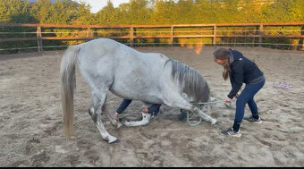 Připouštění čistým arabským hřebcem - 10