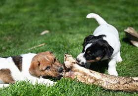 Jack Russell terier s PP - pejsek - 10