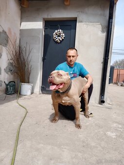American Bully XL TOP krevní linie ABKC registrace - 10