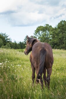 AQH smoky black klisna - 10