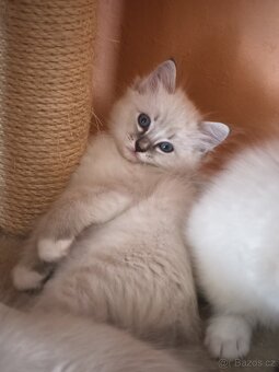 Ragdoll bez PP - 10