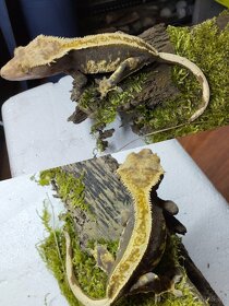 3.8.2 Correlophus ciliatus - Pagekon řasnatý - 10