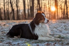 Krytí chovným psem AUSTRALSKÝ OVČÁK - 10