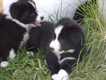 Border kolie /  collie štěňata s PP (FCI) - 10