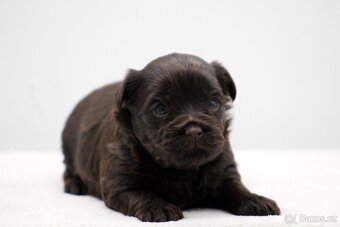 jorkšírský terrier s PP - 10