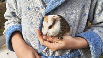 Morče, morčata, morčátka - 10