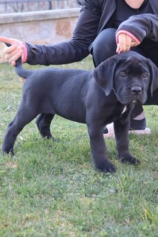 Prodám štěňátka Cane Corso s PP - 10
