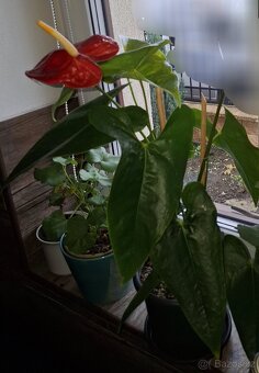 Pokojové květiny - 10