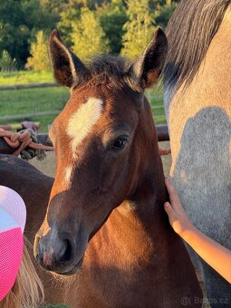 Lusitano hřebec PSL 2025 TOP drezurní linie - 10